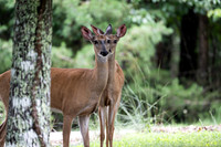 Wildlife-photos